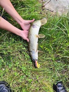 Northern Pike