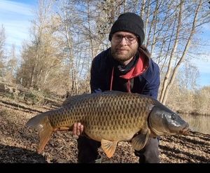 Common Carp