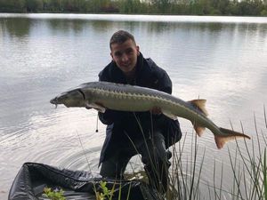 Sturgeon