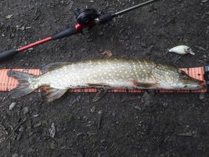Northern Pike