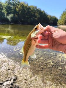 Largemouth Bass