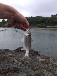 European Bass (Seabass)