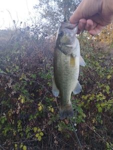 Largemouth Bass