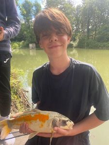 Koï Fish