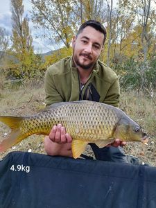 Common Carp