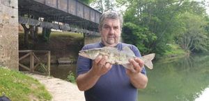 Zander