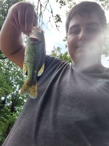 Largemouth Bass