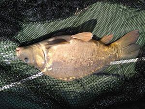 Mirror Carp