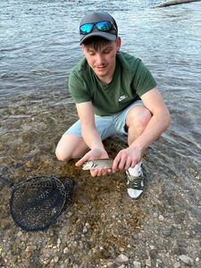 Brown Trout