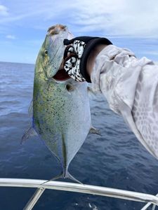 Bluefin Trevally