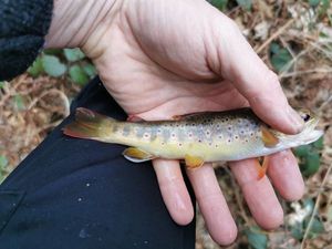 Brown Trout