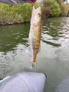 Zander