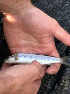 Brown Trout