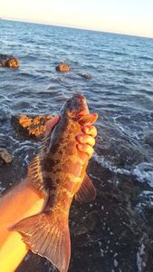 Peacock Grouper