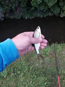 Roach