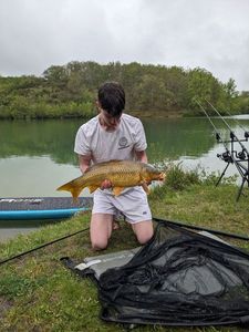 Common Carp