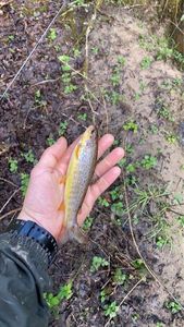 Brown Trout