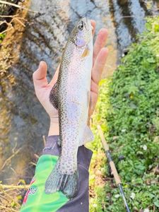 Rainbow Trout