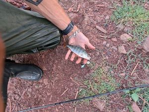 European Perch