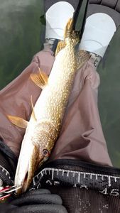 Northern Pike