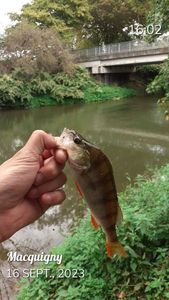 European Perch