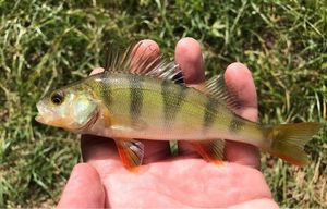 European Perch
