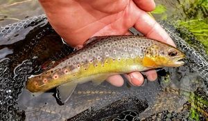 Brown Trout