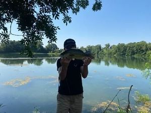 Largemouth Bass