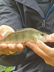 European Perch