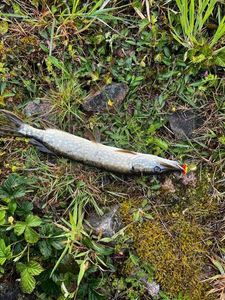 Northern Pike