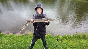 Sturgeon