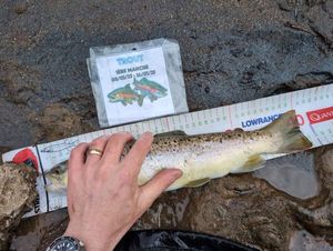 Brown Trout