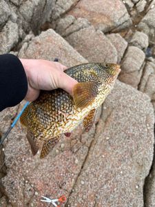 Ballan Wrasse