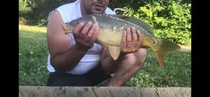 Mirror Carp
