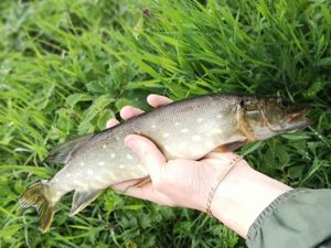 Northern Pike