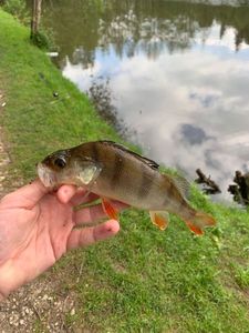 European Perch