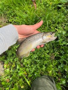 Brown Trout