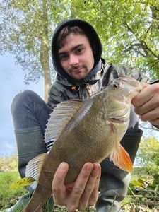 European Perch