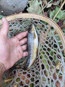 Brown Trout