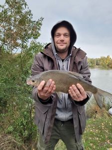 Common Bream