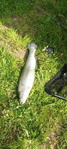 Rainbow Trout