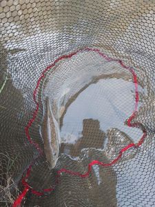 Barbel