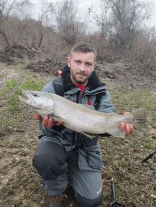 Brown Trout