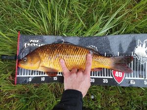 Common Carp