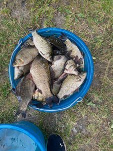 Crucian Carp