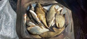 Common Bream