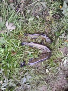 Black Bullhead