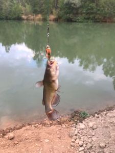 Black Bullhead