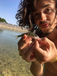 European Perch