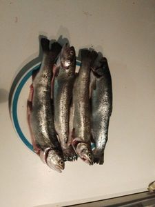 Rainbow Trout